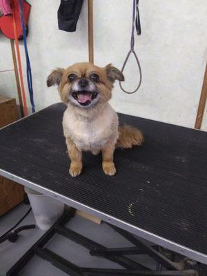 Happy groomers make for happy pups