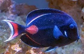 SICK Achilles Tang. Store REFUSED to give a refund or discount when I spoke to the store the very next day!