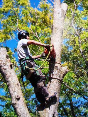 Tree service