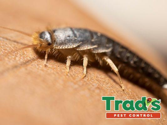 Trad's Pest Control