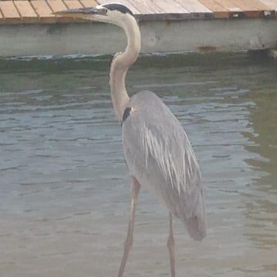 beautiful birds on pine island