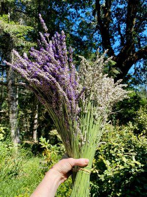 Two bunches U-cut lavender