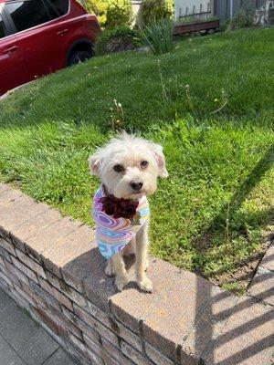 This is Rosie with her summer cut. She's usually super wirey haired and scruffy.