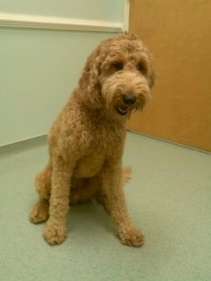 Murphy loves Animal Medical Center!  :-)