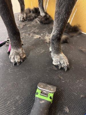 The importance of keeping their nails properly trimmed.  Notice the complete difference in how the "ankle" and foot lay