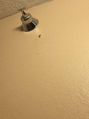 A dead bug stuck on the wall.