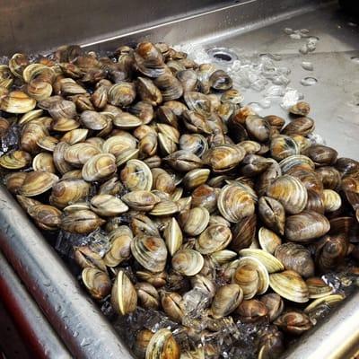 Little neck clams