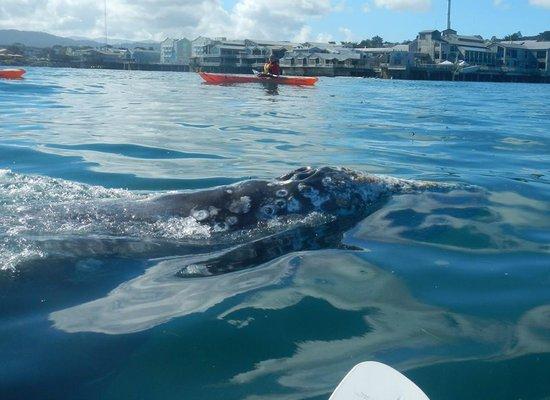 Yes, that's a whale visit to the shore! Now that's an experience.