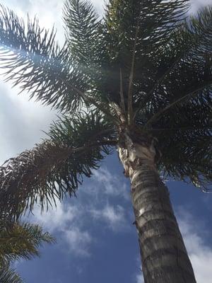 Dating under the palm tree