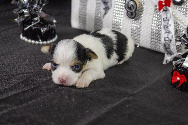 Black & Tan Parti Yorkie