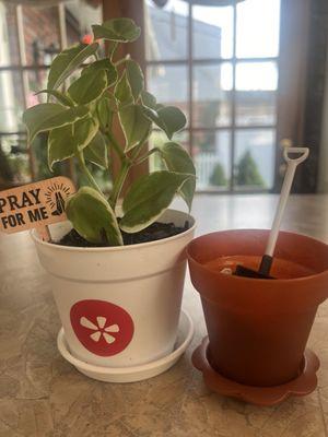 My make-and-take items, the peperomia and edible plant that I started eating from the House of Flowers York Yelp events