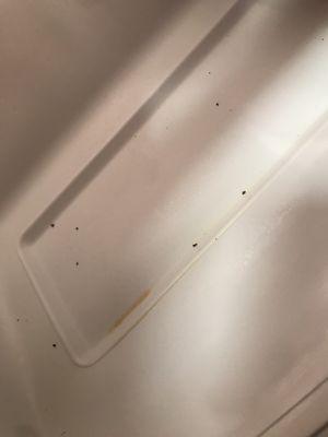 Baby roaches that get into the fridge