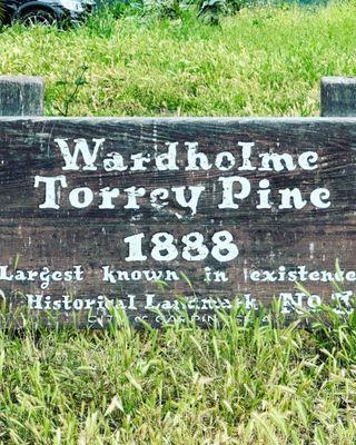 Wardholme Torrey Pine