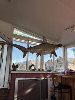 Hammerhead decor