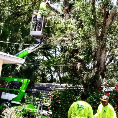 Trimming dead limbs over power line and driveway..