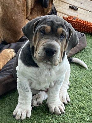 Our baby Myles (Bassett/Sharpei=Walrus)