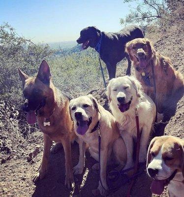 Caught a pack walk with some happy doggies!