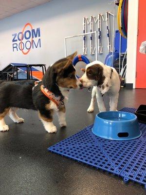 Sallie.Springer (check me out on IG) meeting my new bestie, Pichi, and zooming all over the place at ZoomRoom LB!!