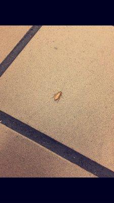 Cockroach in the lobby