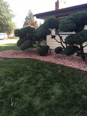 Shrubs trimmed and landscapeing upgraded.