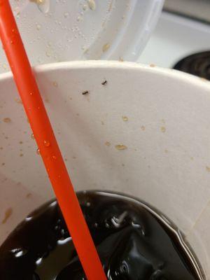 Had to post  this when its the 3rd time that happen. Soda with extra ants