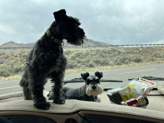 Our two schnauzers!