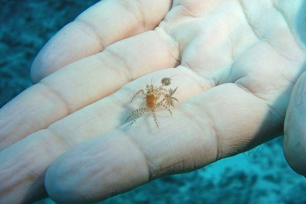 tiny Pom-Pom Crab