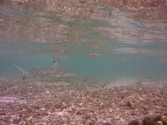 Blacktip reef shark at the beach right in front of our house in Tikehau!