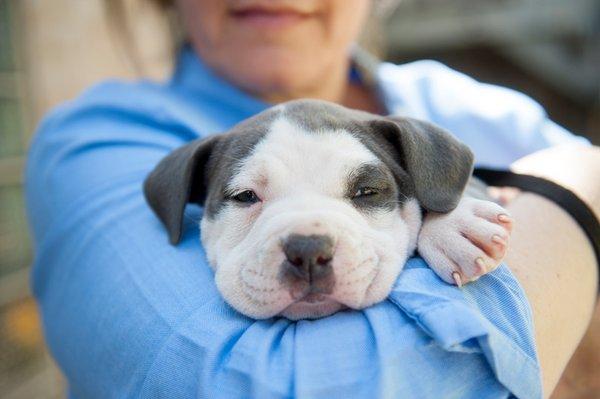 Learn the benefits of Reiki for animal healing from Marie. Learn Reiki symbols, hands-on practice and receive a Reiki II certificate.