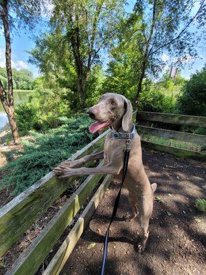 Zoey enjoying exploring and sniffing