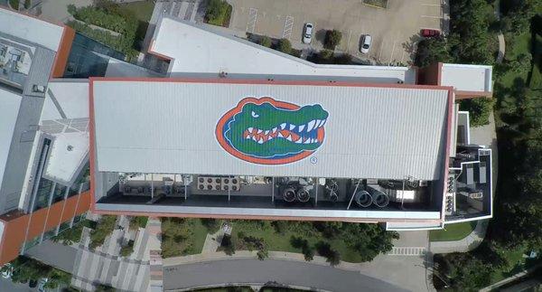 Gator on the roof