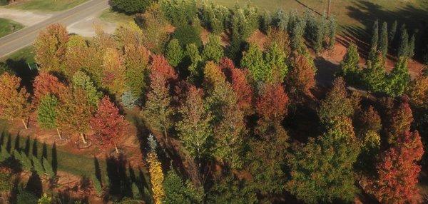 Bueautiful maples turning red in the fall at the Scapes, inc. nursery in mustang, ok