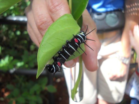 Learning about the butterfly growth cycle. =-)