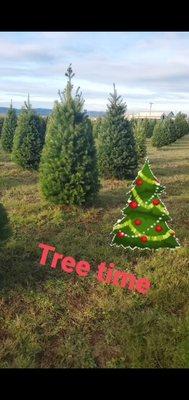 Willoughby Christmas Tree Farm