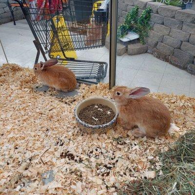 Proper housing: This was taken at a pet store in Wabash, Indiana.  The rabbits have hay, bedding, food and water AT ALL TIMES!