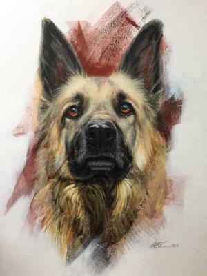 18"x 18", acrylic on canvas "Bear" what a regal German Shepard! Commissioned Pet Portrait.