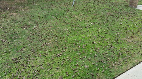 There's nothing like seeing soil cores after aerating a hybrid bermuda lawn...at least we like to see them!