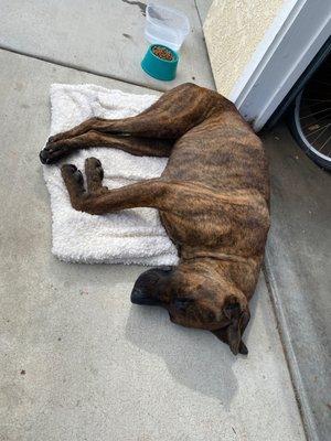 This guy found me today. Anyone knows who he belongs to? He is neutered and very sweet. Im bringing him in the shelter today 10/23/21