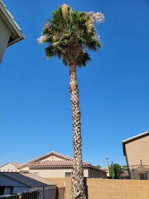 AZ Tree and Hardscape