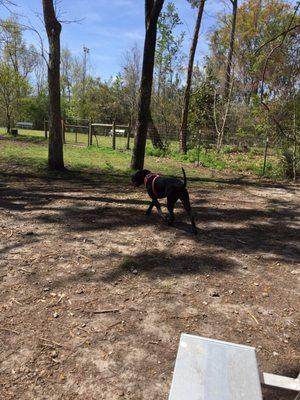 Its nice but there's not much more lame than an empty dog park. It's free, WA where are my dog lovers? Maybe I came at the wrong hours