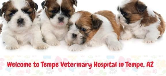 Tempe Veterinary Hospital