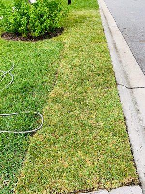 Sod Patching-Removal of Sod Web Worms & Chinch Bugs