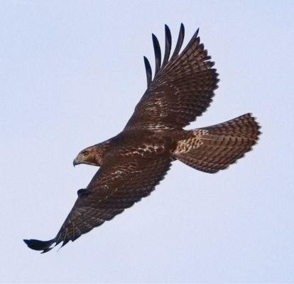 A juvenile Red-tailed hawk photographed near where rodenticide is installed at Eisenhower Park.