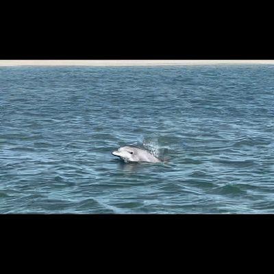 Dolphin sightings are common - be on the lookout!