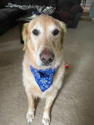 Scout and his winter bandana.