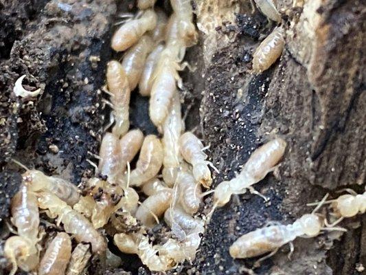 Termites