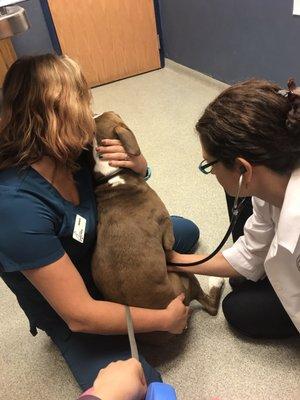 So grateful staff hugged my dog (it calmed him down since he's a snuggler) while Dr. Sara examined him.