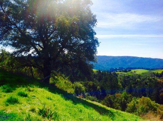 View of Butano Ridge and Pescadero Creek watershed.