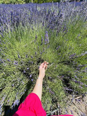 Cutting Lavender in lavender fields!