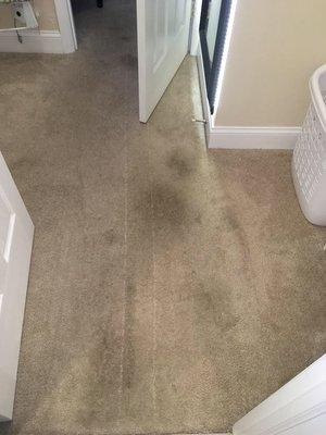 Dirty carpet